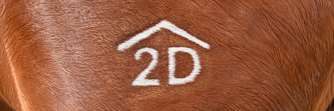 Newly generated sharp photographic illustration of a white 2D freeze brand on a chestnut horse's hindquarter